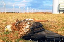 news-wind-turbines-birds